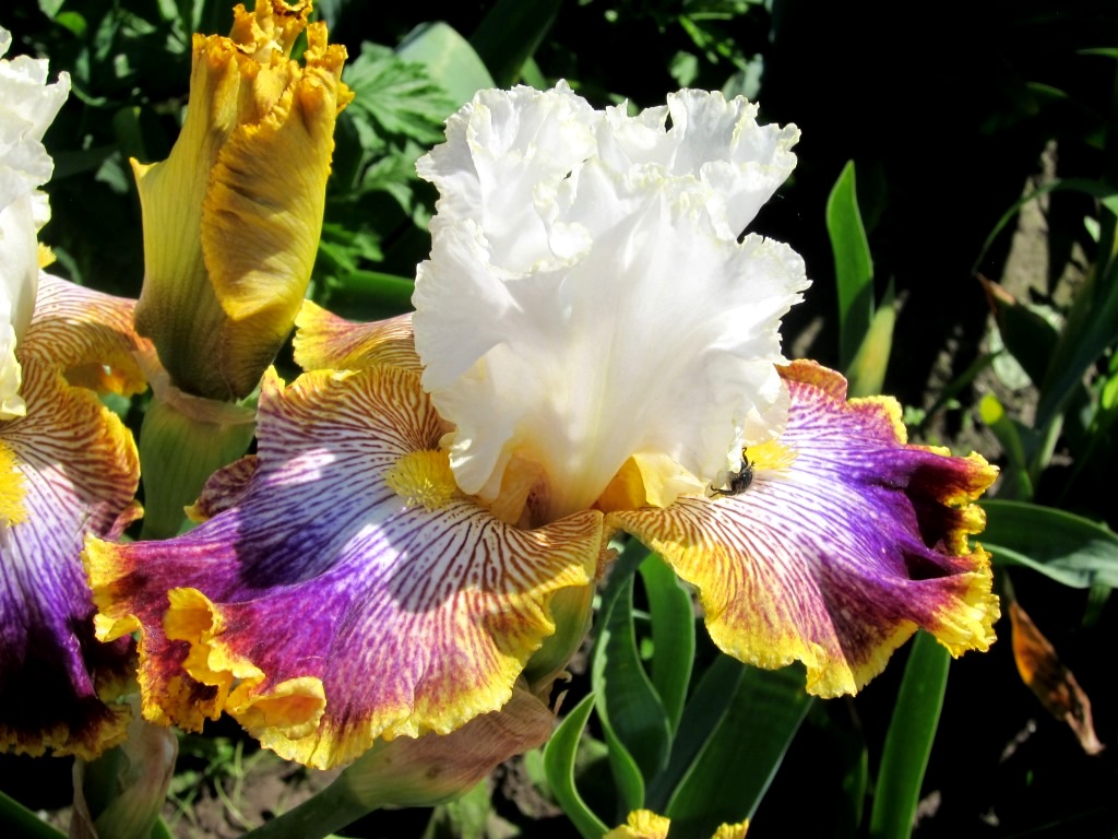 Купить ирисы Patchwork Puzzle недорого, в Киеве, Чернигове