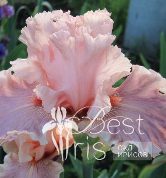 Sweet Kisses