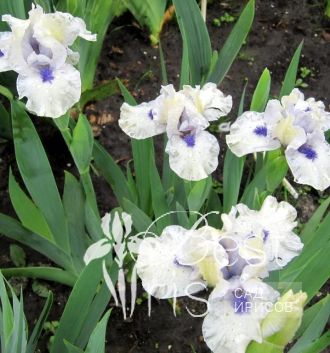 Bluebeard's Ghost