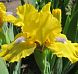 Spring Fresh