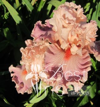 Georgette Silk