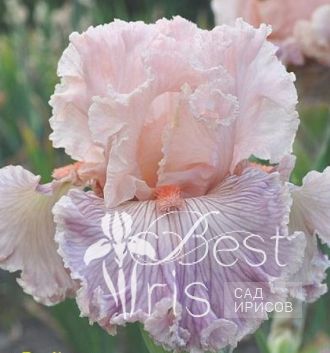 Georgette Silk