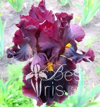 Hearty Burgundy