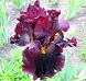 Hearty Burgundy