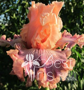 Georgette Silk