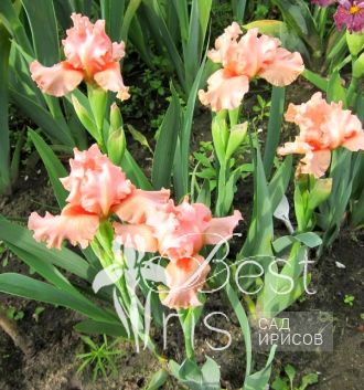 Portland Pink