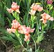 Portland Pink