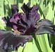 Dark Matter