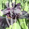 Dark Matter