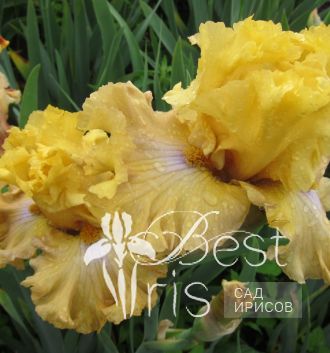 Frilled To Bits