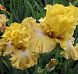 Frilled To Bits