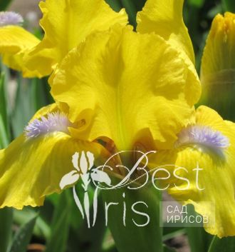 Spring Fresh