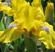 Spring Fresh