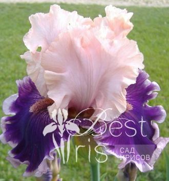 Beauty Contest