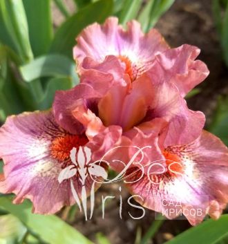 Raspberry Crisp