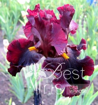 Hearty Burgundy