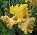 Frilled To Bits
