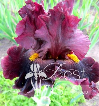 Hearty Burgundy