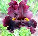Hearty Burgundy