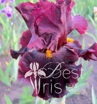 Hearty Burgundy