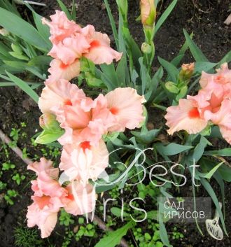Portland Pink