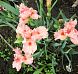 Portland Pink