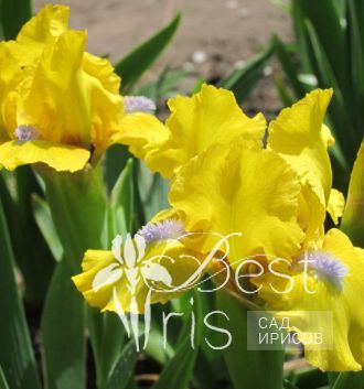 Spring Fresh