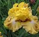 Frilled To Bits