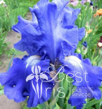 Fiesta in Blue