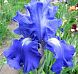 Fiesta in Blue