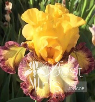 High Desert