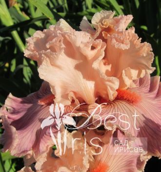 Georgette Silk