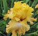 Frilled To Bits