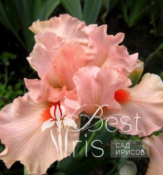 Portland Pink