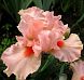 Portland Pink