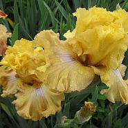 Frilled To Bits