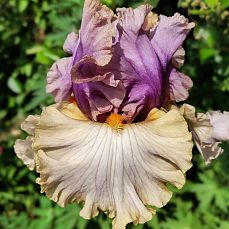 Only the Shadows Know'20