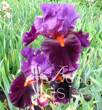 Local Color