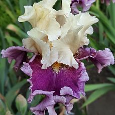 Edge of Happiness'16